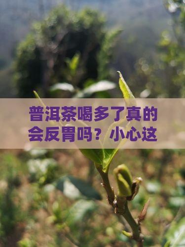 喝普洱茶过量会呕吐反胃吗