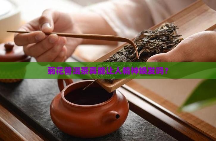 喝菊花普洱茶提神吗
