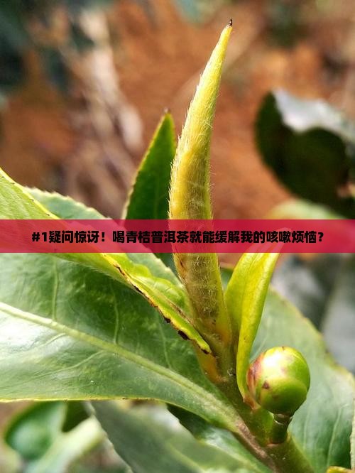 青桔普洱茶可以治咳嗽