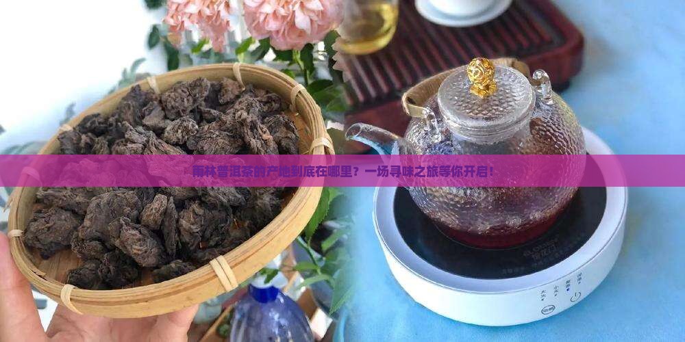 雨林普洱茶地方在哪里
