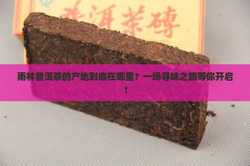 雨林普洱茶地方在哪里
