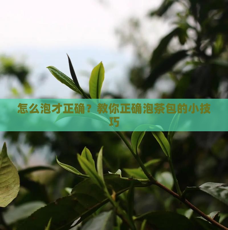 如何正确泡茶包
