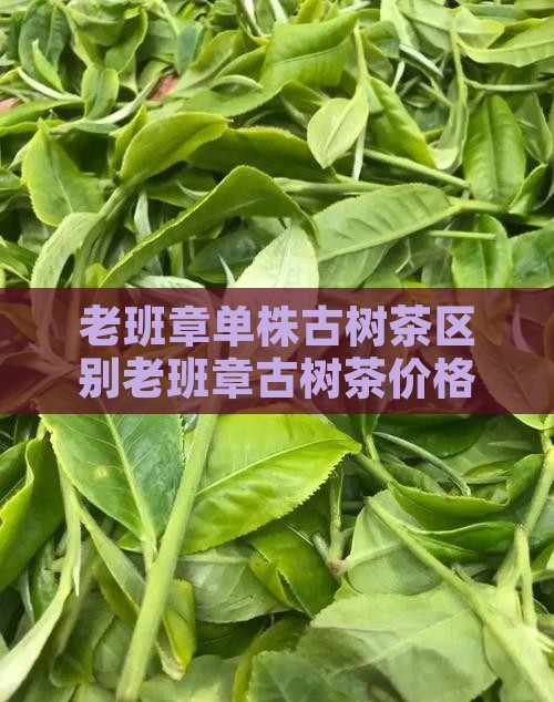 老班章单株古树茶区别