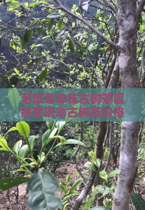 老班章单株古树茶区别