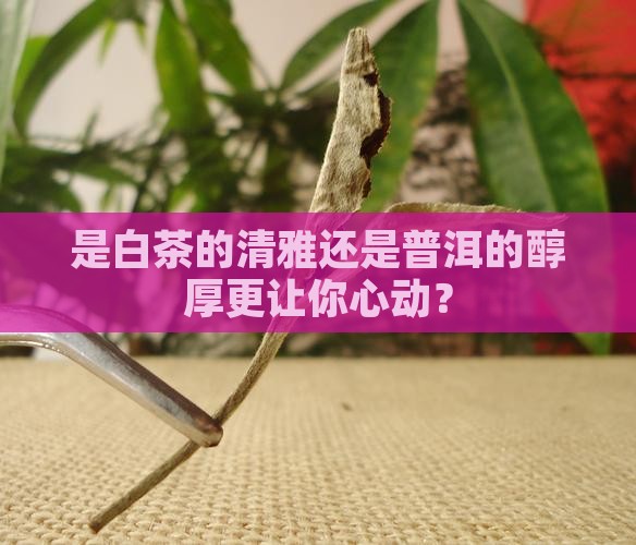 白茶与普洱茶的口感差异