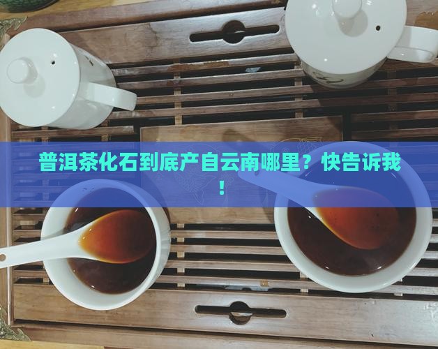云南普洱茶化石原产地在哪
