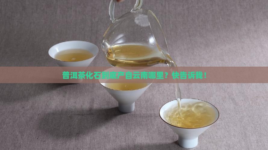 云南普洱茶化石原产地在哪