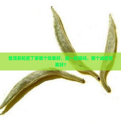 普洱茶和苦丁茶哪个效果好