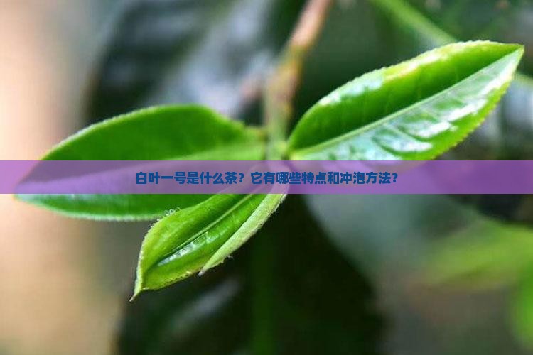 白叶一号是什么茶