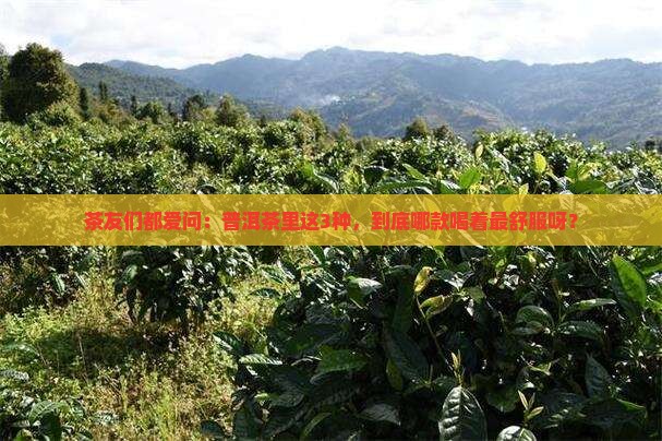普洱茶哪种比较好喝一点