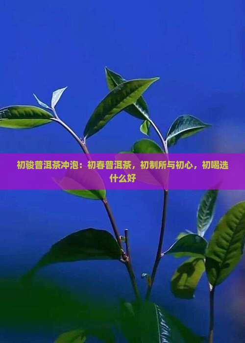 初骏普洱茶冲泡