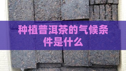 种植普洱茶的气候条件是什么