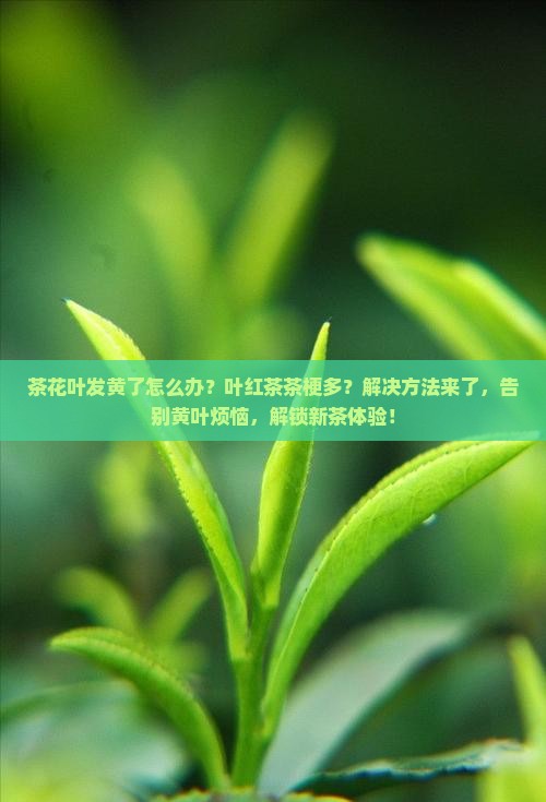 茶花叶发黄了怎么办叶红茶茶梗多