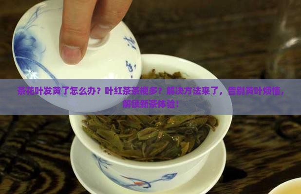 茶花叶发黄了怎么办叶红茶茶梗多