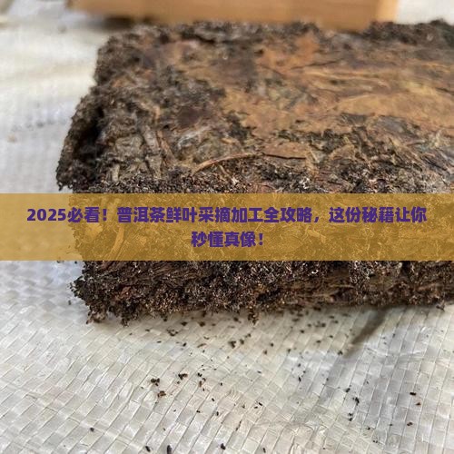 普洱茶原料鲜叶采摘及加工