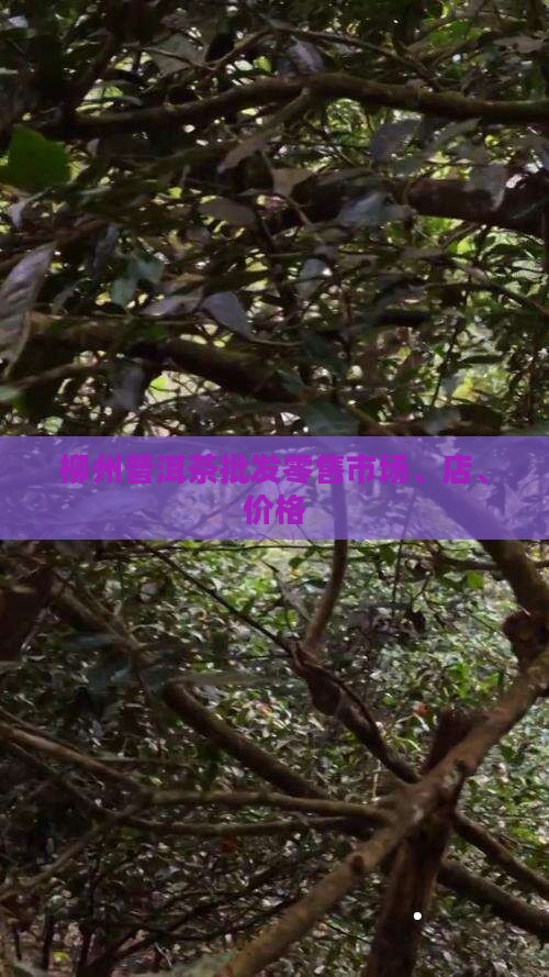 柳州普洱茶批发零售