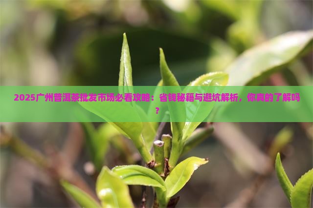 广州普洱茶批发市场