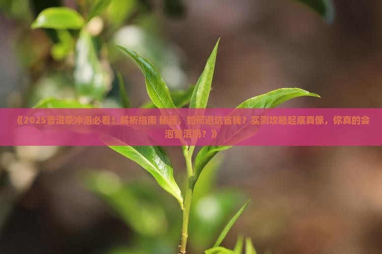 普洱茶的冲泡之