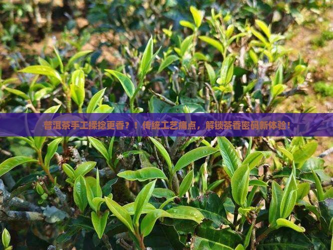 普洱茶为什么手工揉捻更香