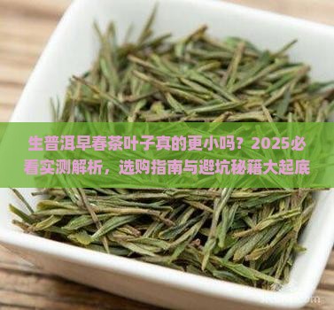 生普洱茶的早春茶叶子比较小吗