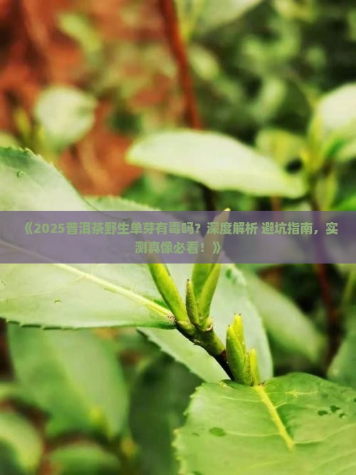 普洱茶野生单芽有毒吗