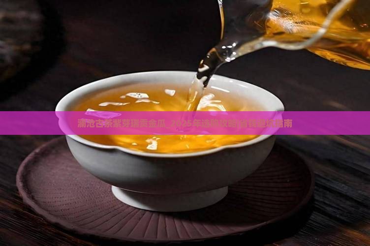 澜沧古茶紫芽瑞贡金瓜