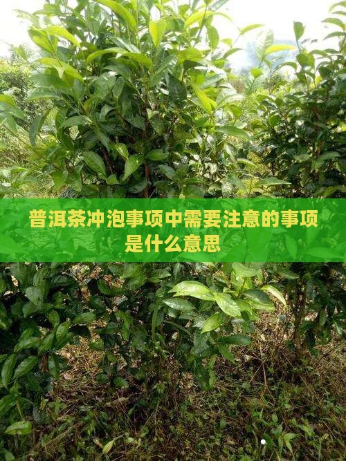 普洱茶冲泡事项是什么意思