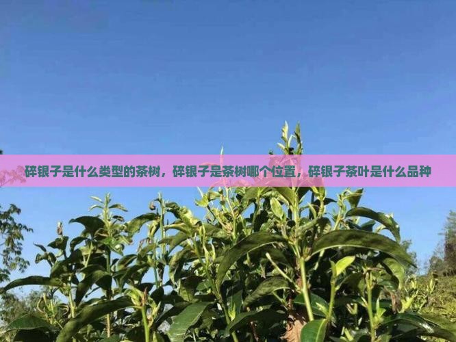 碎银子是什么类型的茶树