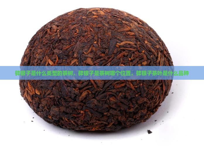 碎银子是什么类型的茶树