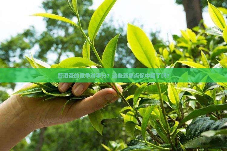 普洱茶的竞争对手分