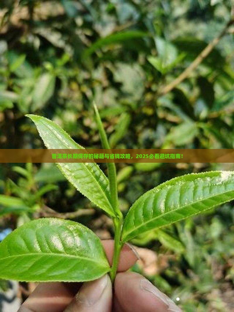 普洱茶怎么能长期保存