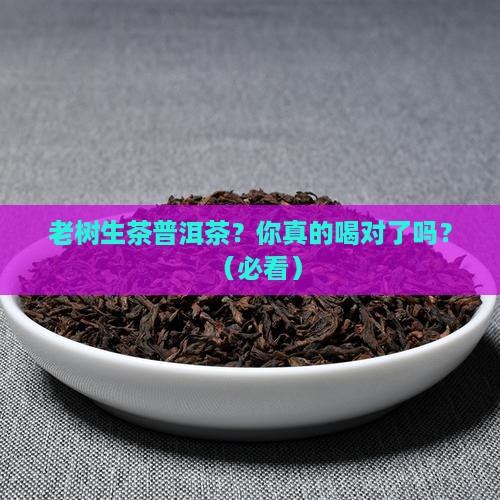 老树生茶普洱茶