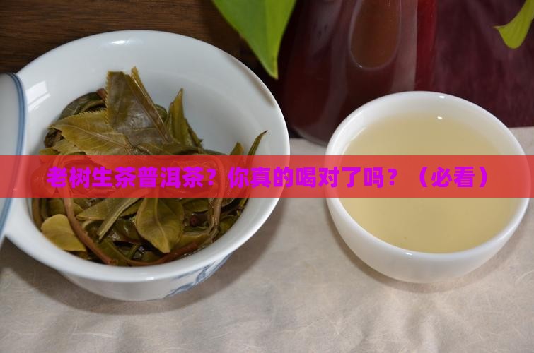 老树生茶普洱茶