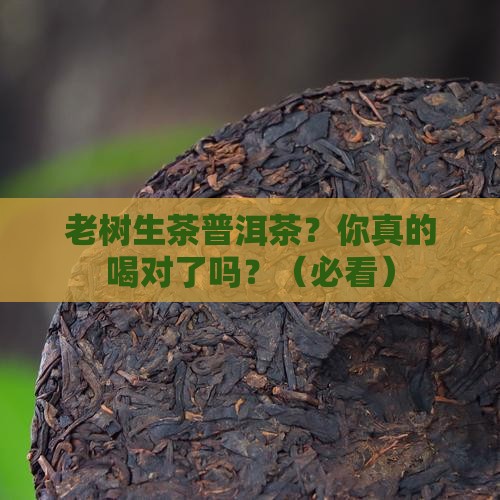 老树生茶普洱茶