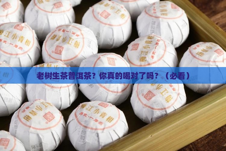 老树生茶普洱茶