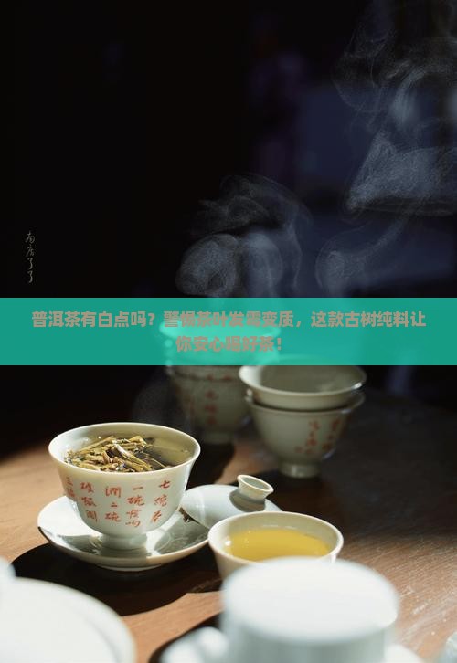 普洱茶有白点吗