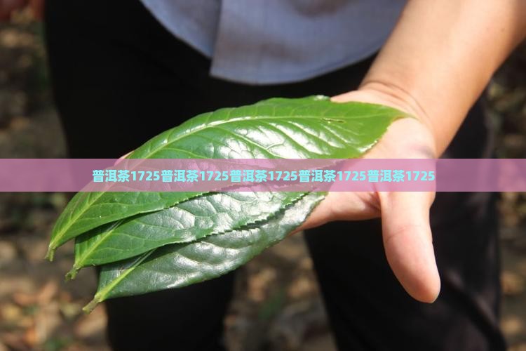 普洱茶1725