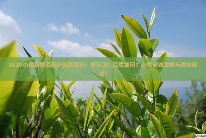 小罐茶普洱茶为什么贵