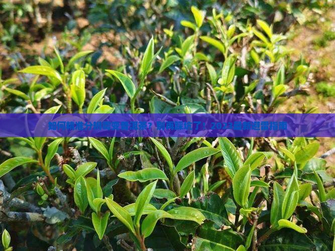 如分辨霉变普洱茶