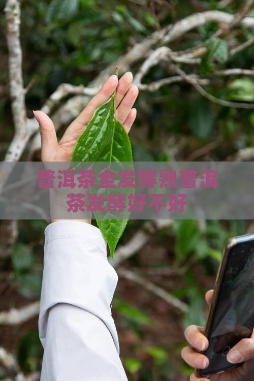 全发酵熟普洱茶好不好