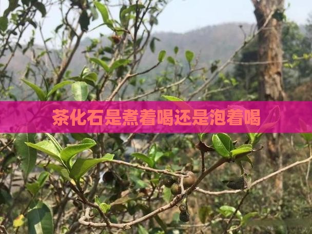 茶化石是煮着喝还是泡着喝 茶化石是煮着喝还是泡着喝