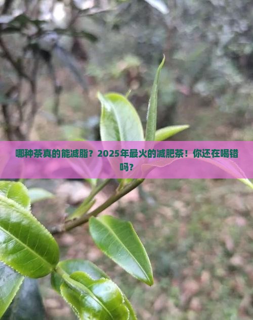 哪种茶是减脂减肥
