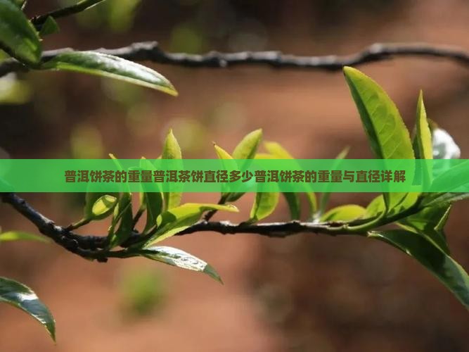 普洱饼茶的重量普洱茶饼直径多少