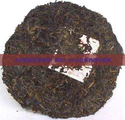 大白茶是不是普洱茶