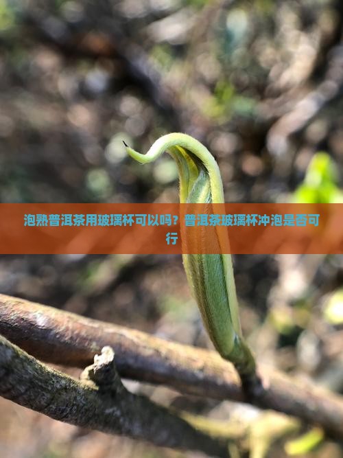 泡熟普洱茶用玻璃杯可以吗