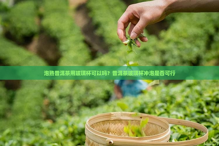 泡熟普洱茶用玻璃杯可以吗