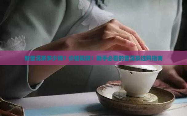 新普洱茶多少钱