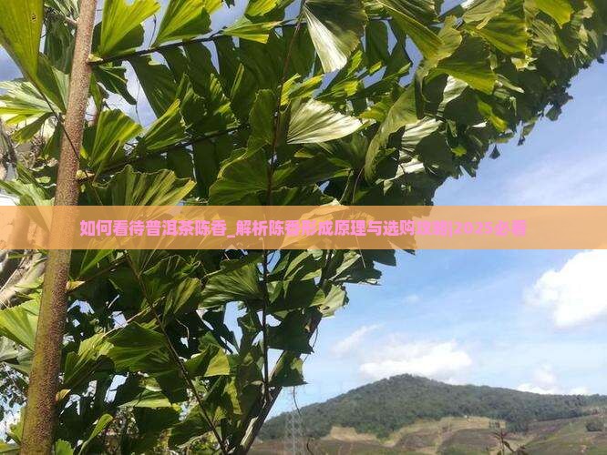 如何看待普洱茶陈香