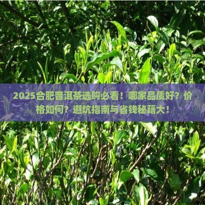 合肥普洱茶选哪家好