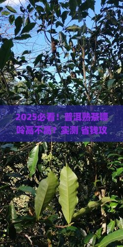 普洱熟茶嘌呤高吗